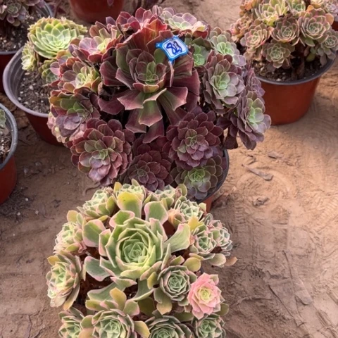 828多肉植物组合，