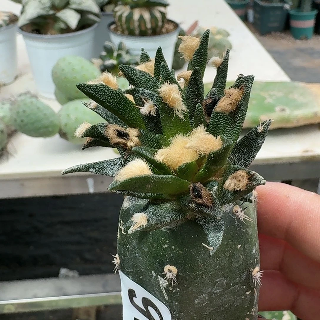 【闪购商品】无花朵用****2龙蛇兰376
