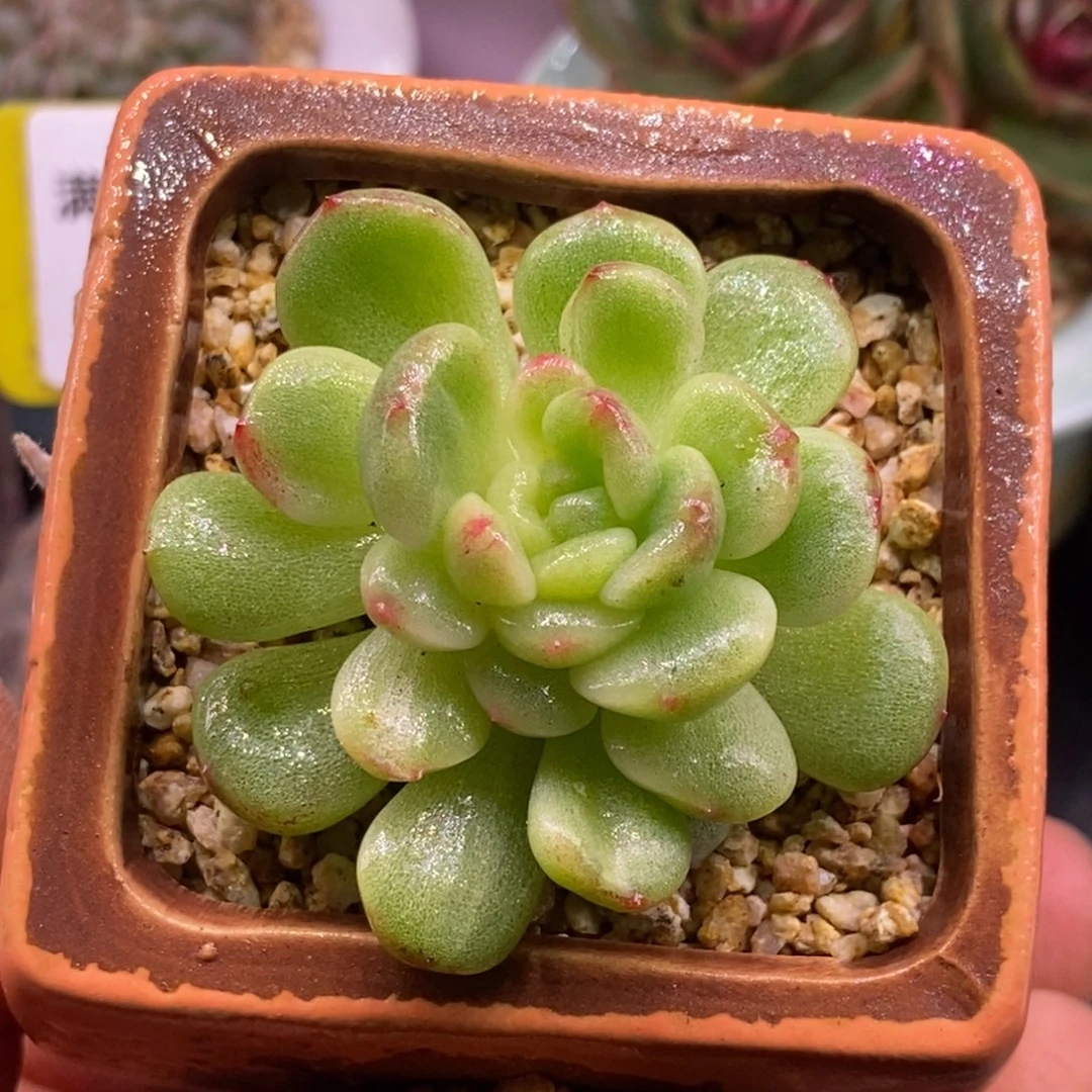 286珍妮石化带锦…………