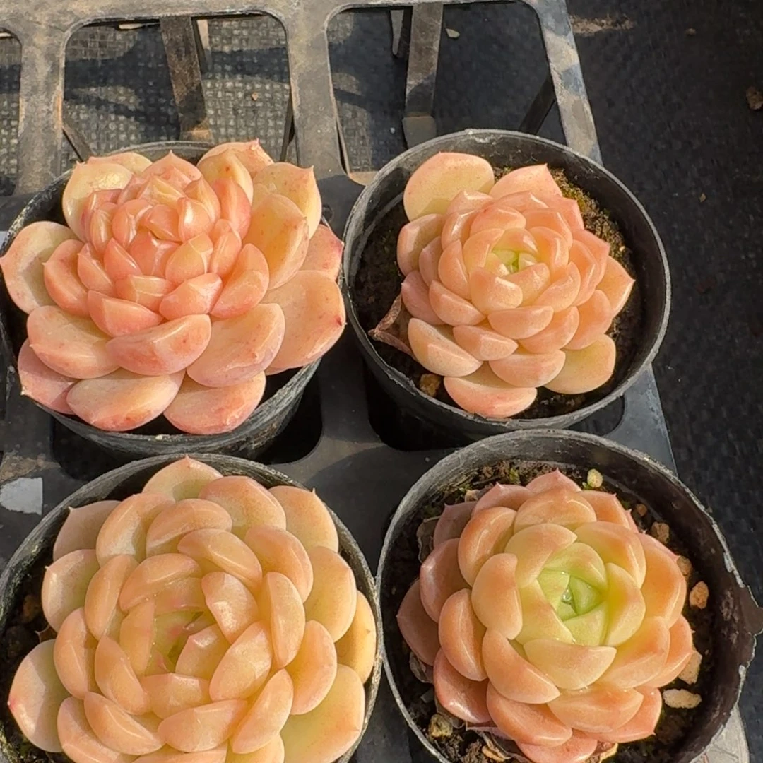 绿姬糖心四颗量拍25-72