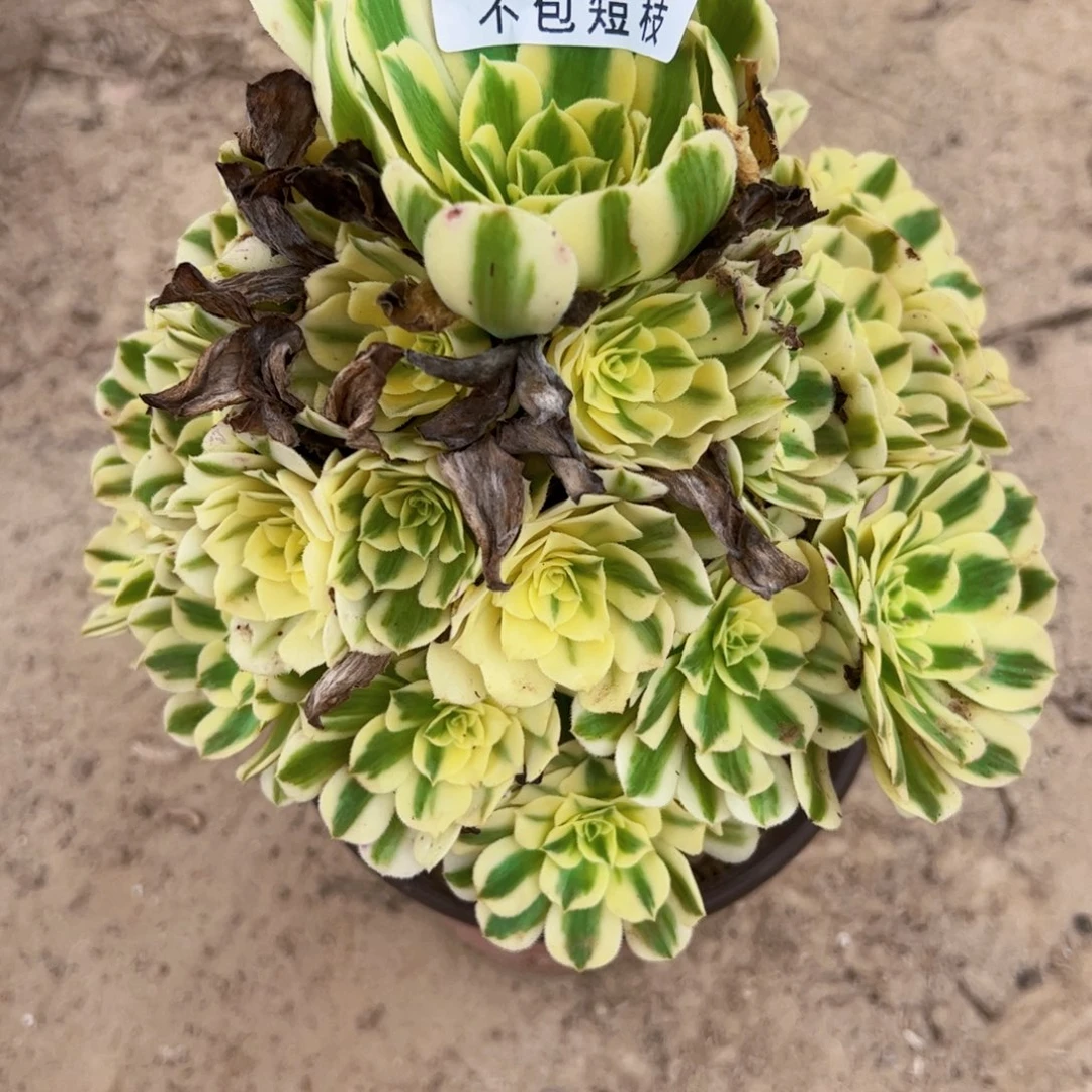 迈巴赫多肉植物0272