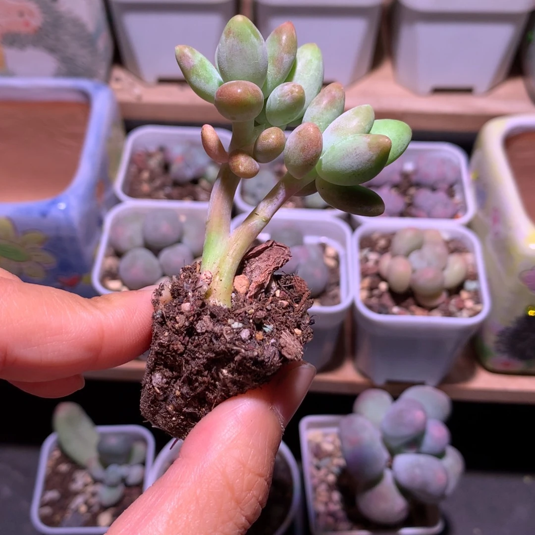 mikenail多肉米可奶酪