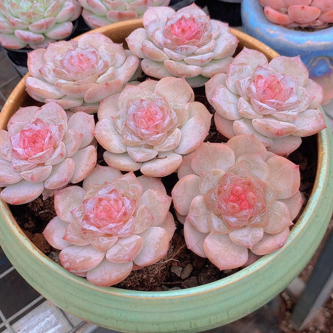 粉蜜23567899999000900