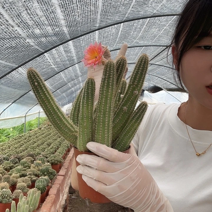 维罗纳大号（掉头掉崽不售后）