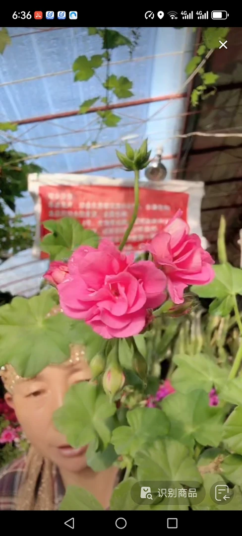 粉色葡萄莲一盆包邮到家