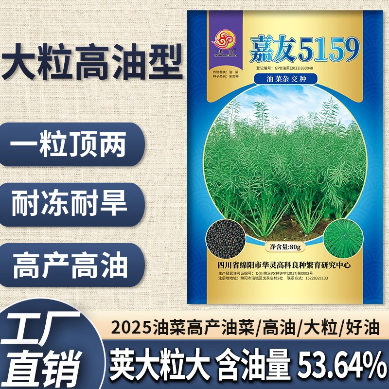 大颗粒高产杂交油菜种子嘉友5159