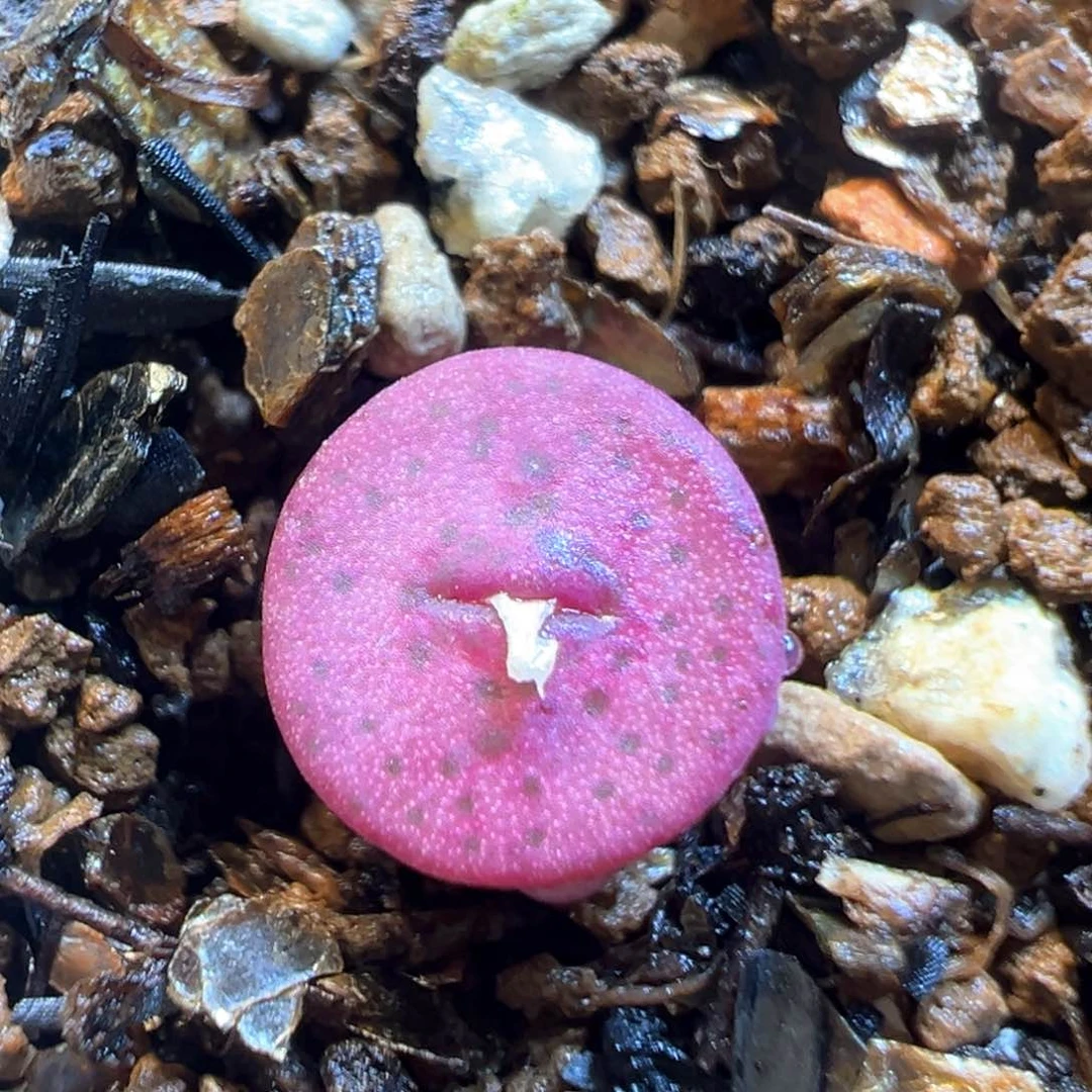 34多肉植物百科金币