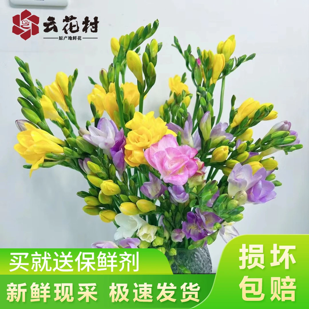 云花村 香雪兰鲜花云南基地直发鲜切花10支昆明直批小苍兰包邮
