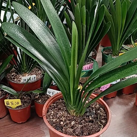 老***翁完全开放