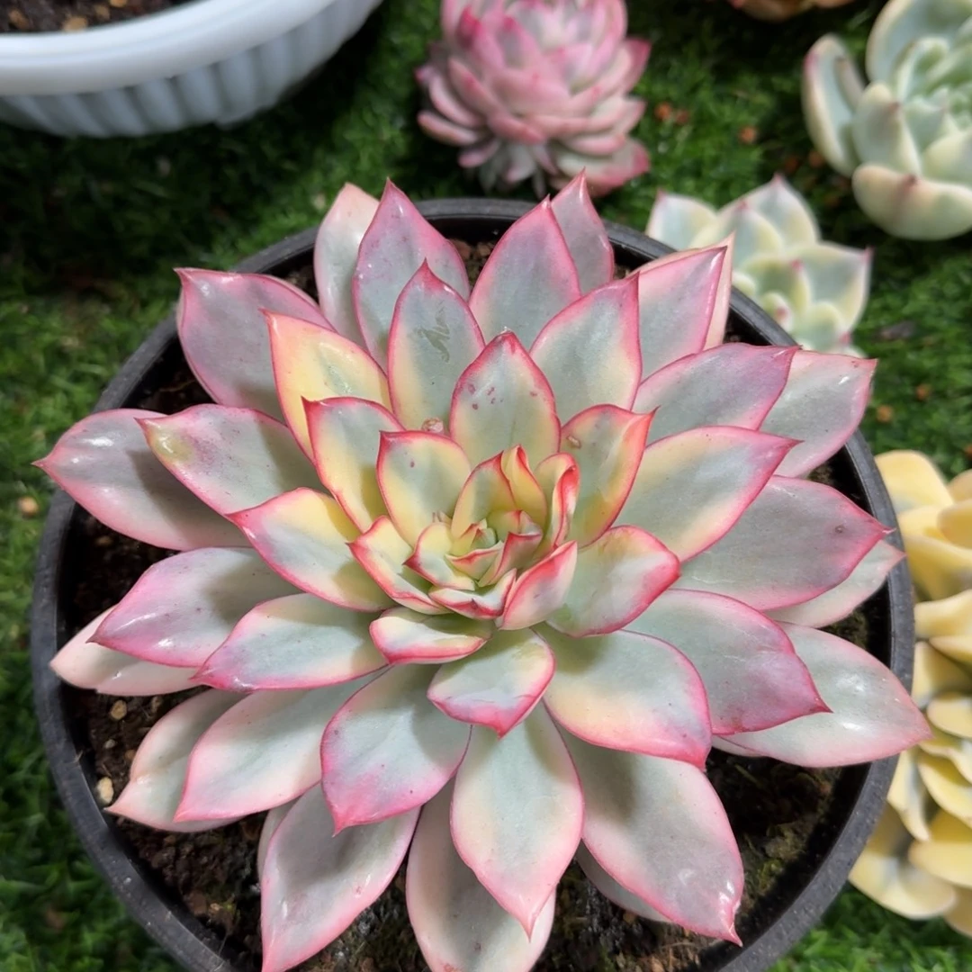 月光女神锦多肉植物