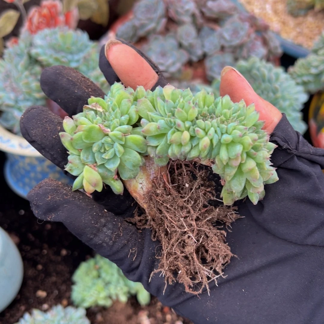 天天开心 黄钻冰魄缀