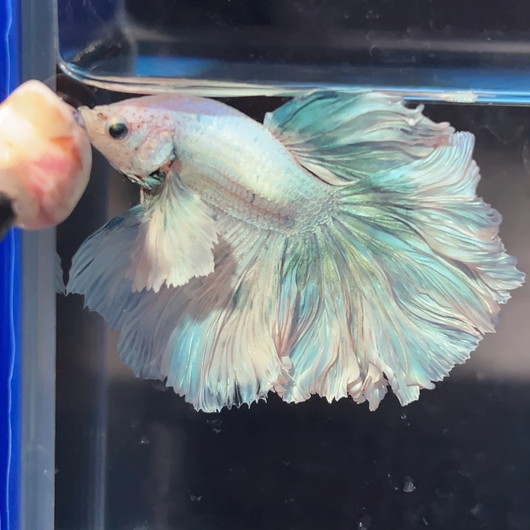 斗鱼53号巨耳花瓣降价出