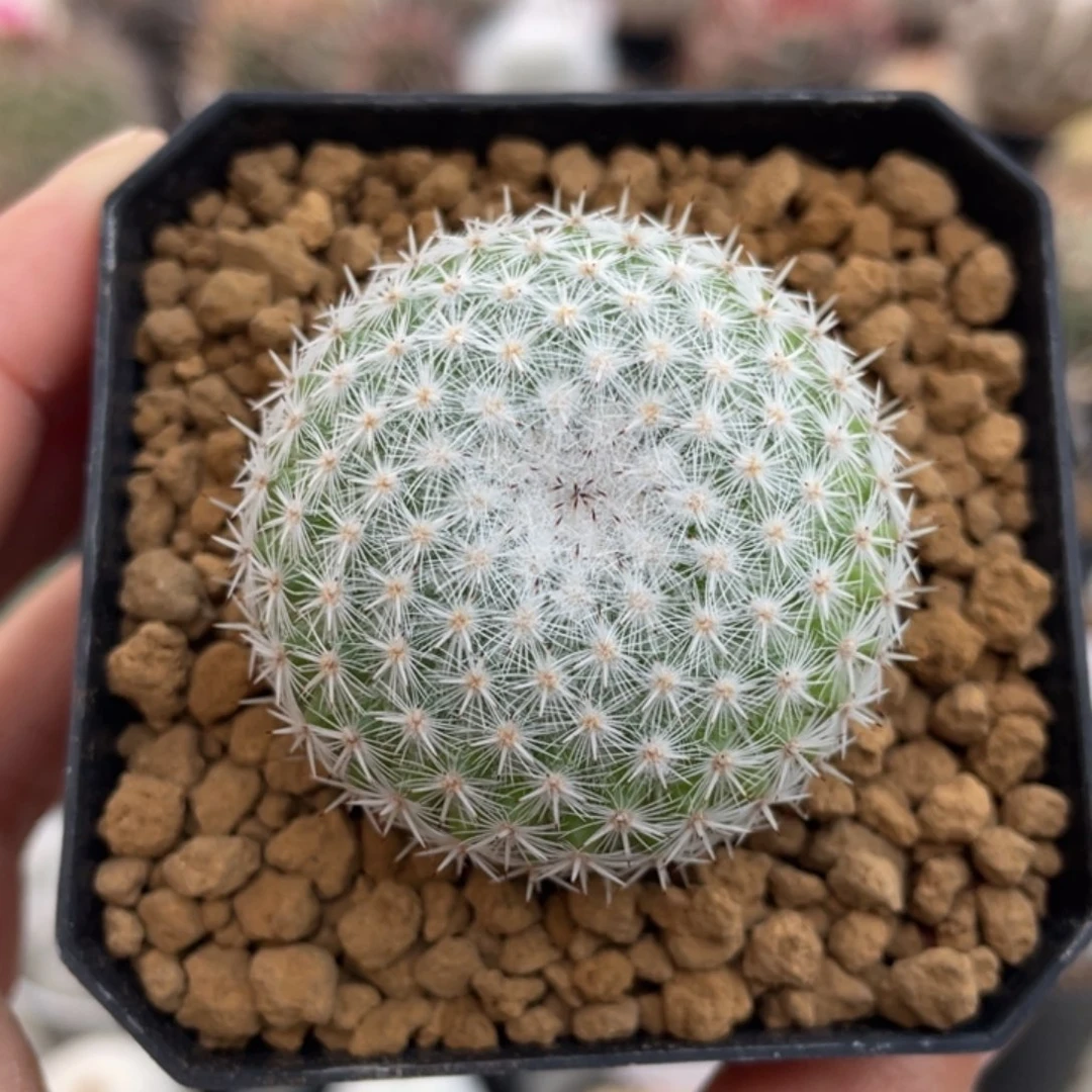 穴原希望丸         实生根