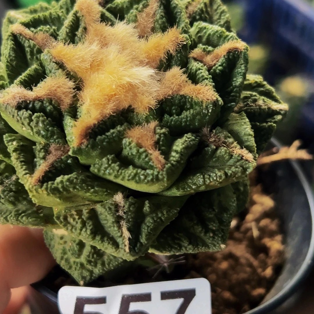許***植无花朵隔尤龟甲牡丹557