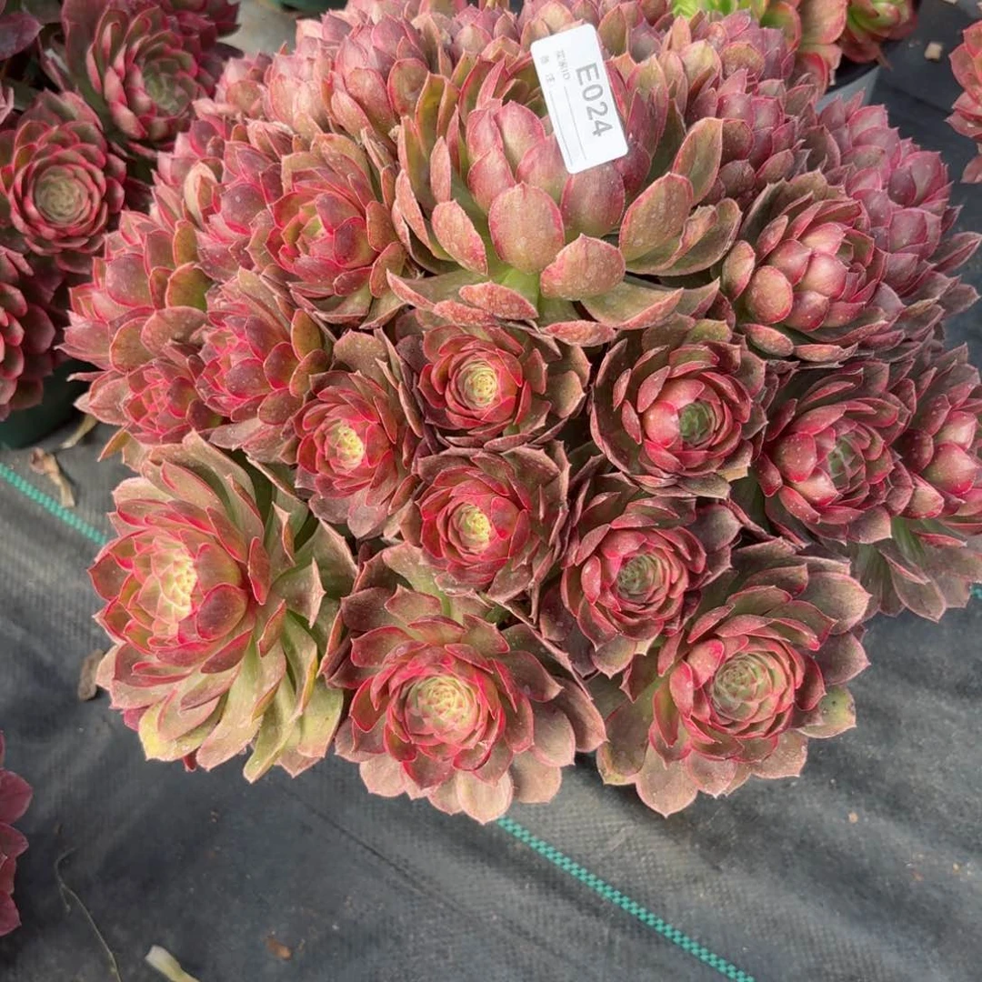 024莲花座多肉植物