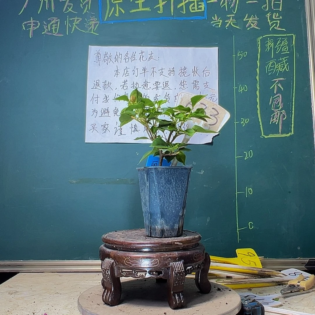 当前无花栽培后可以开花 暗斑丽人 方盆 633