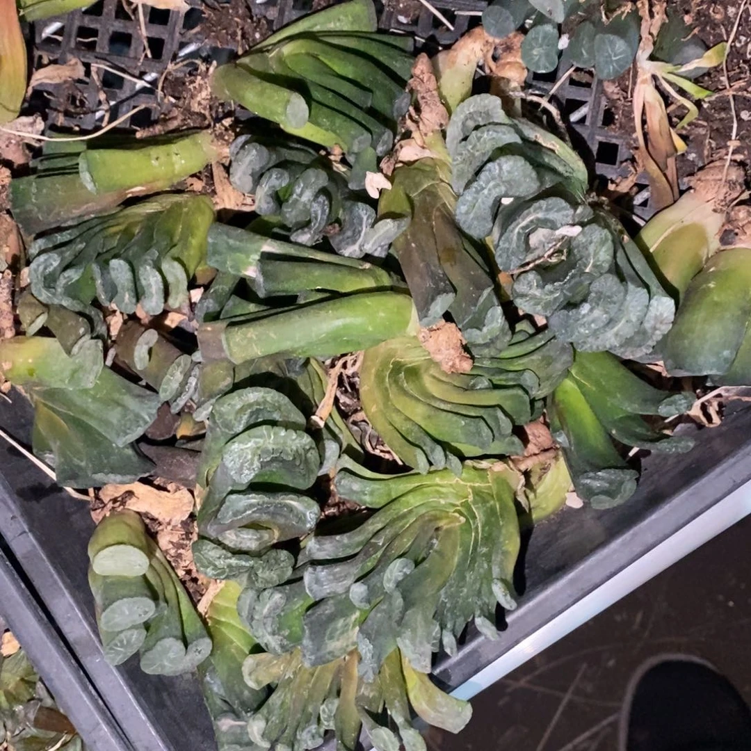 1914 一颗实生玉扇