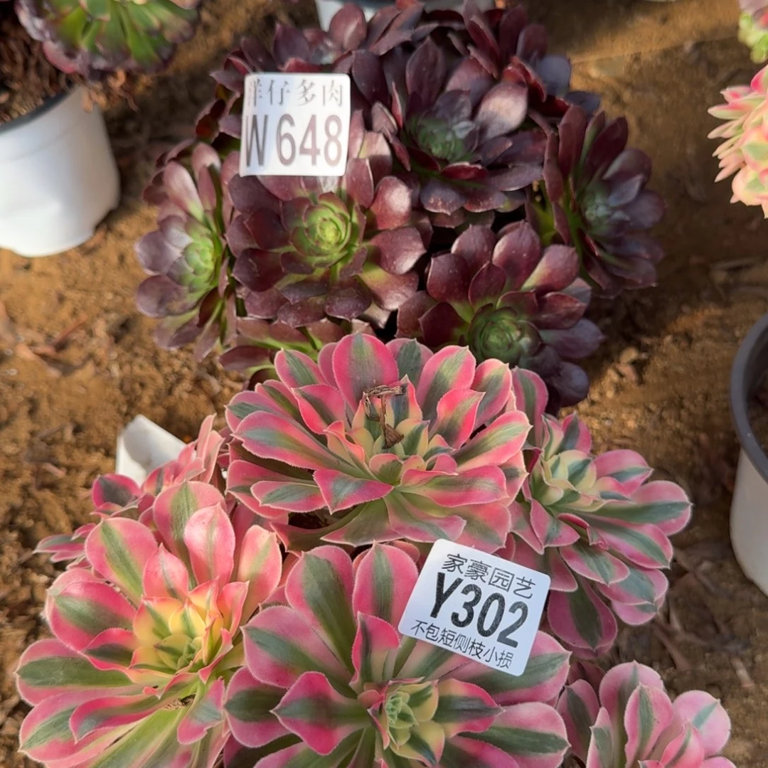 648+302组合法师2