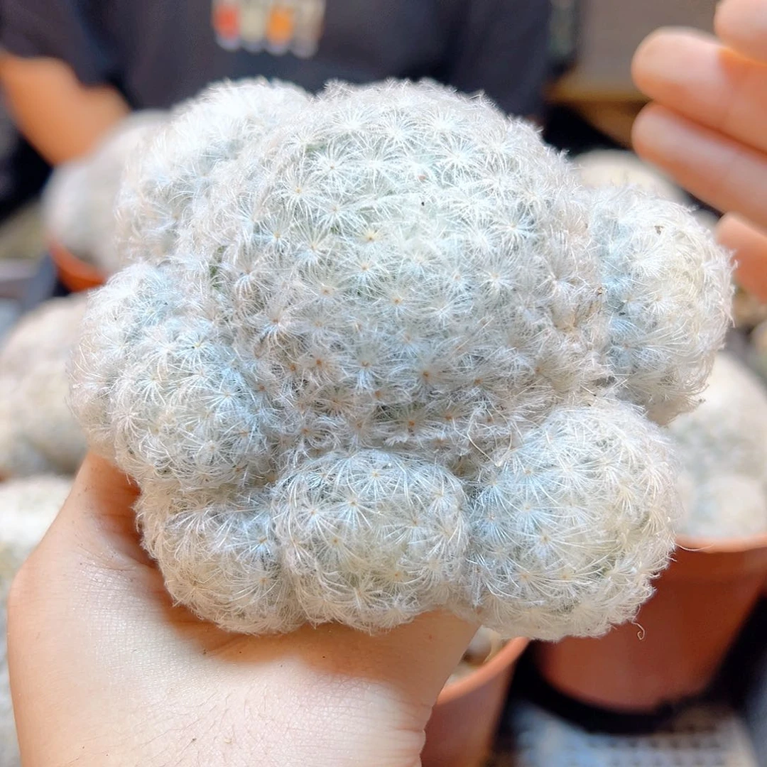 实生白星群8公分毛会压趴