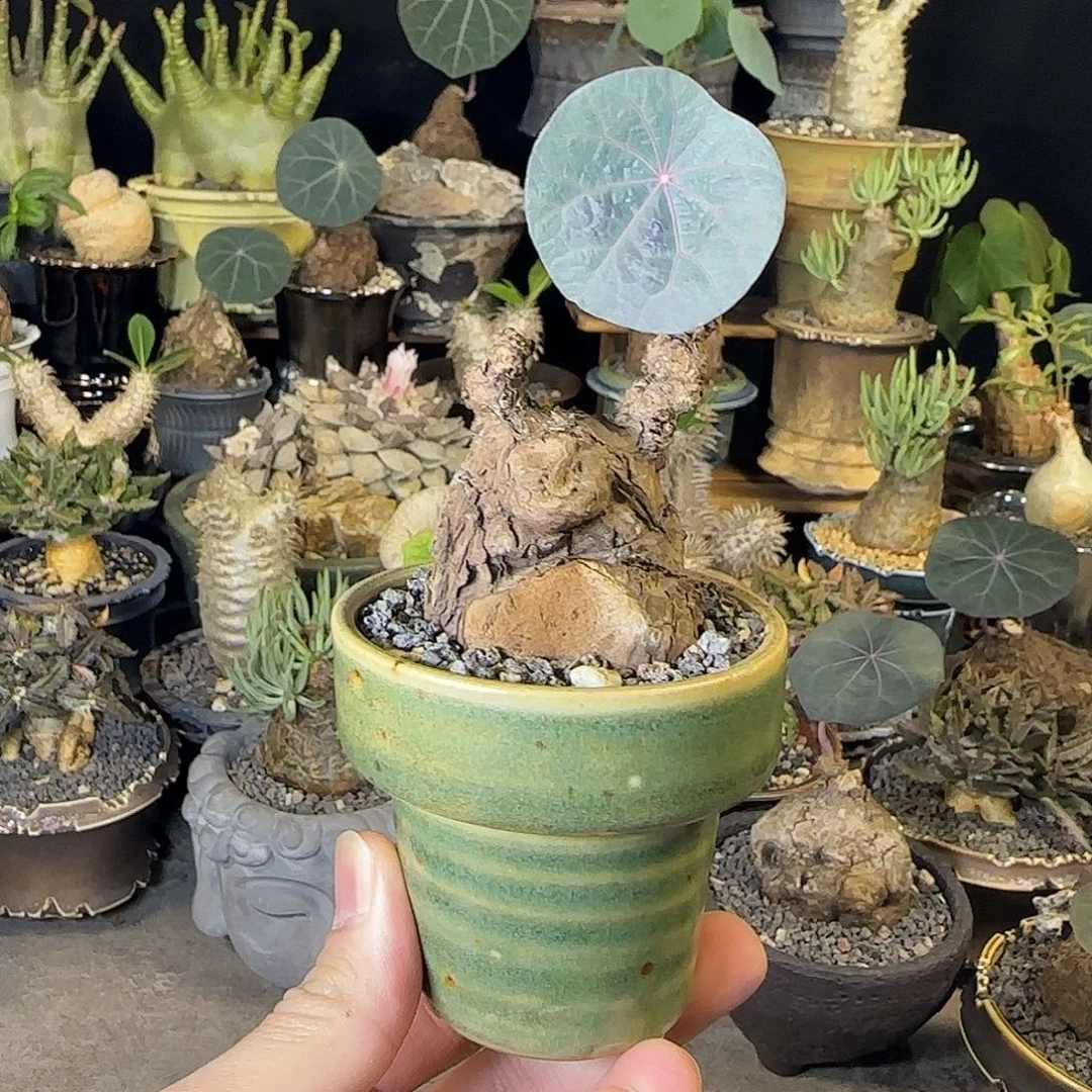 一物一拍老家一叶龟11