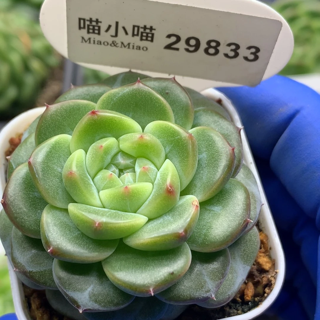 多肉植物杂交珍妮