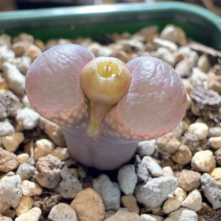 308。 优选新品1802。 上新中。