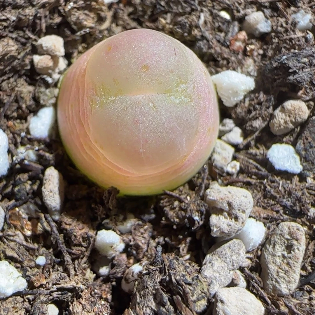 肉锥多肉植物组合-sh1200拉登458