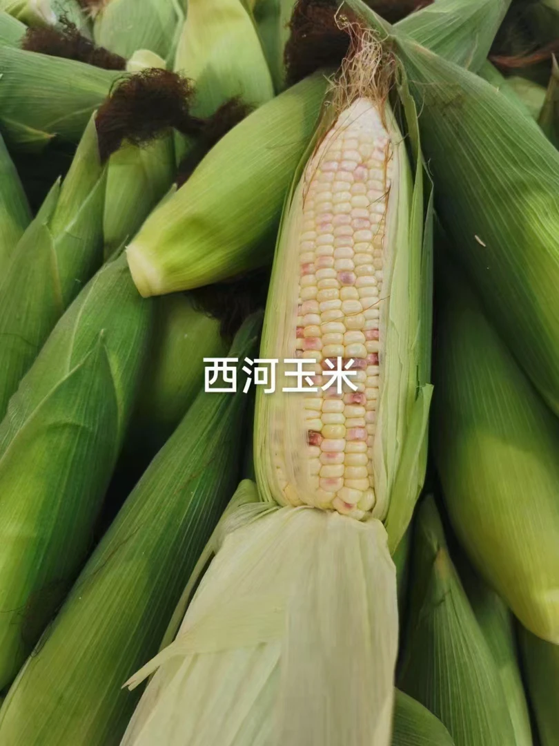 西河玉米糯米苞微甜大埔梅州玉米现摘甜糯可口代餐粗粮