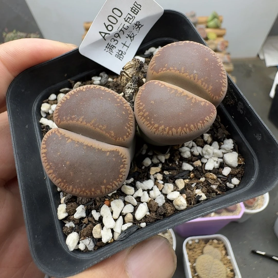600多肉哈腿略长介意勿拍