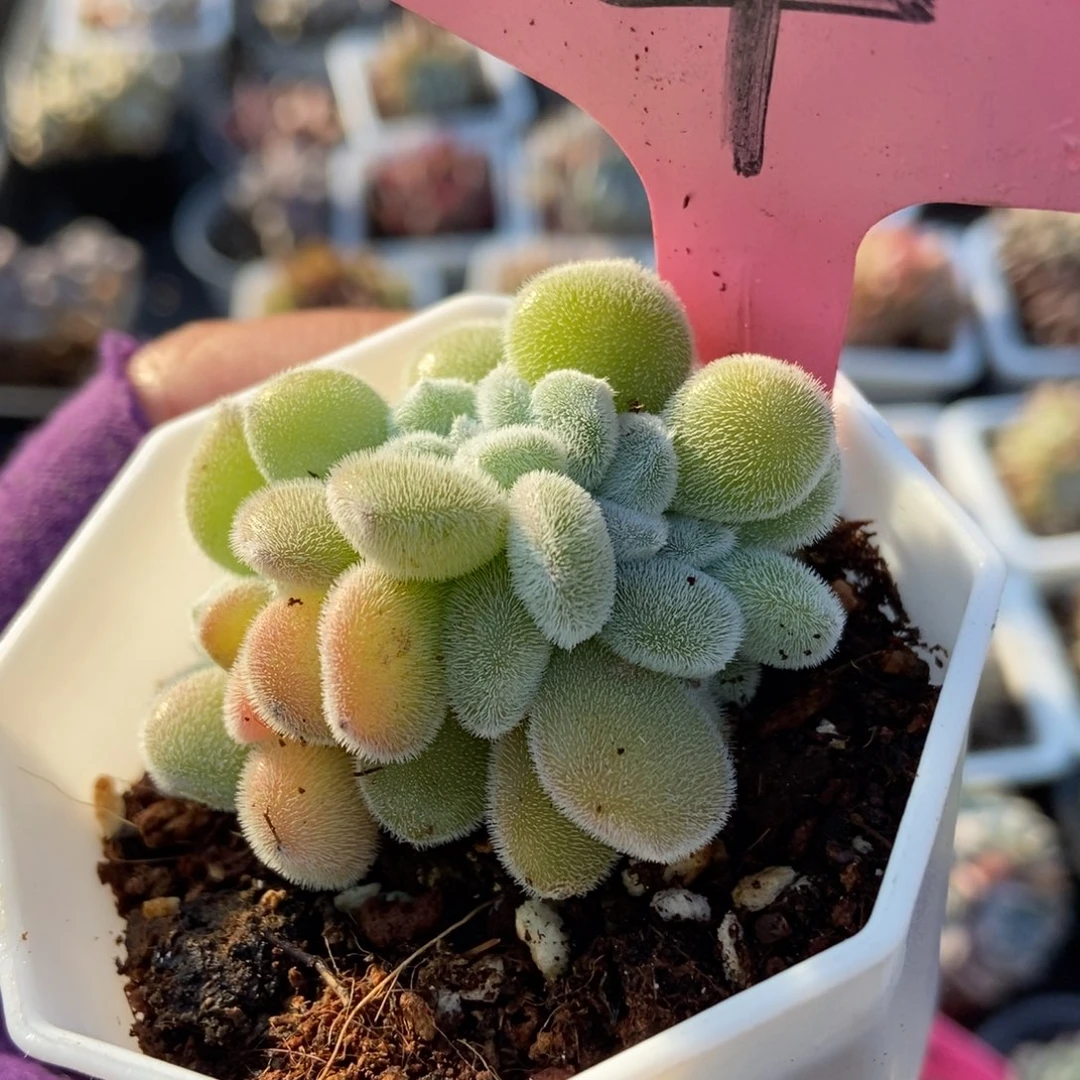 4雪晃星缀多肉植物