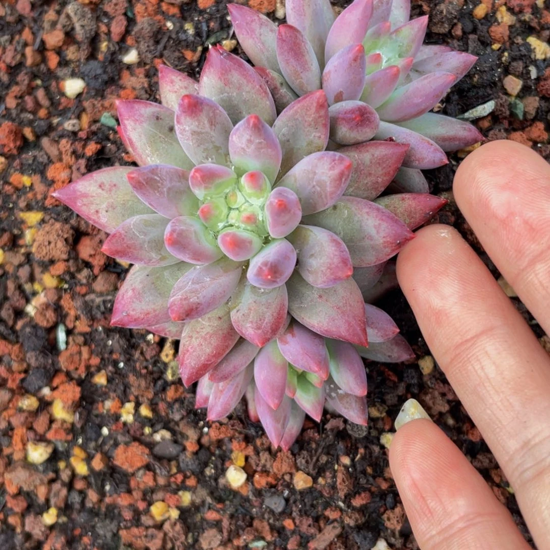 无花朵车厘子3头