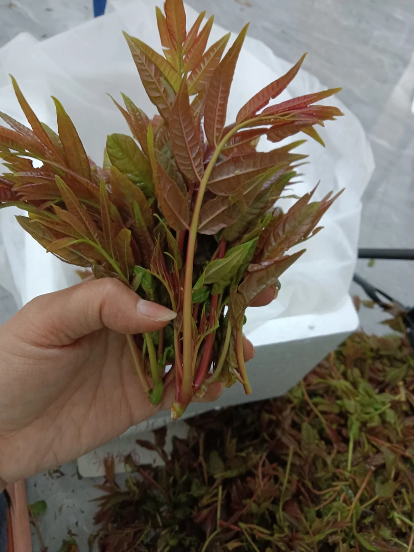 二茬香椿咸菜 建议勿拍