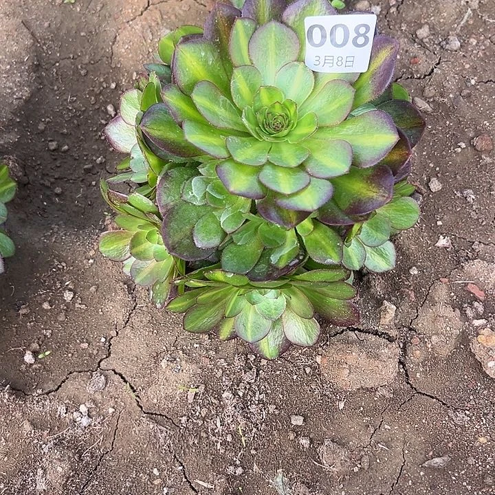 3.8-8抹茶多肉福利量