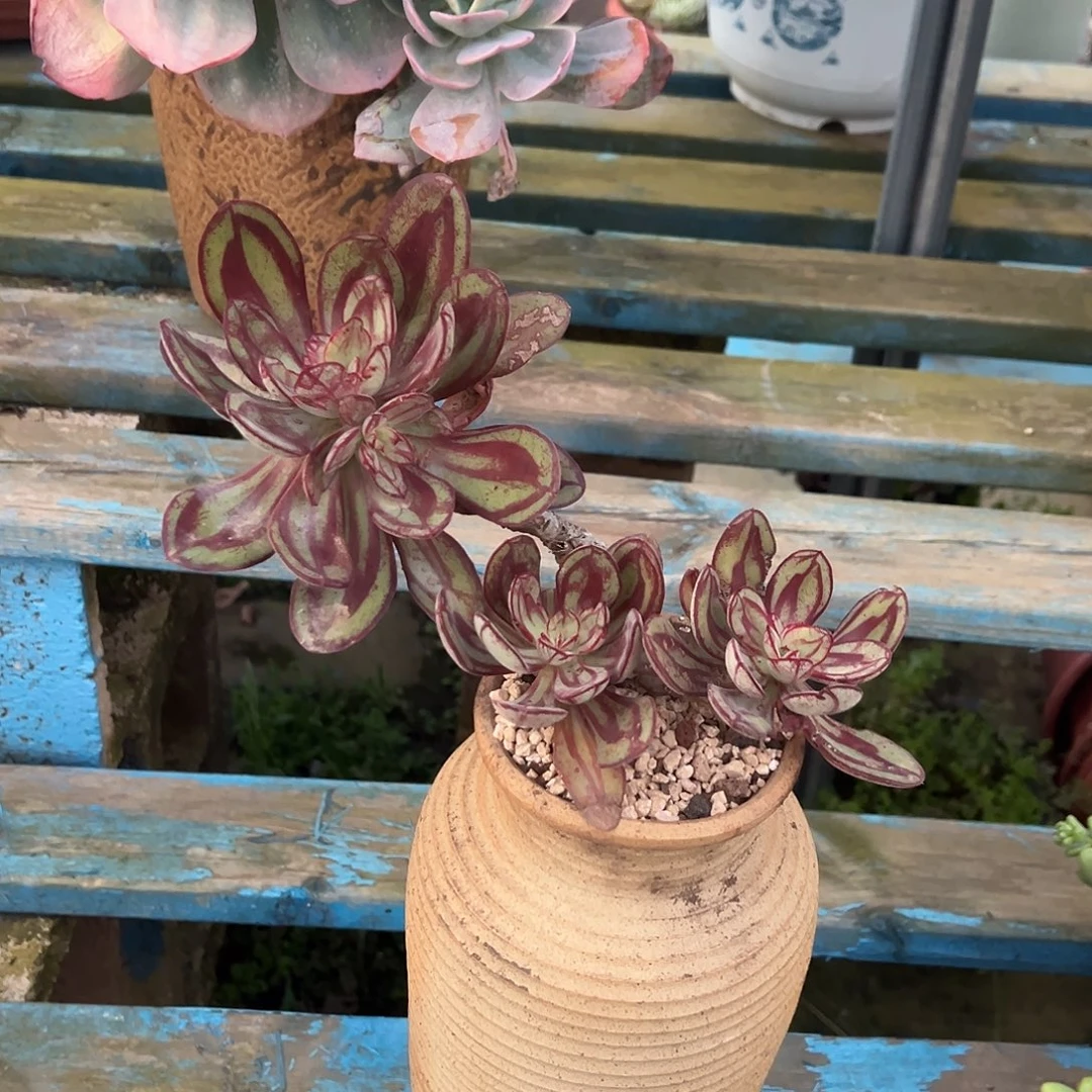 龙骨红丝裸根发货