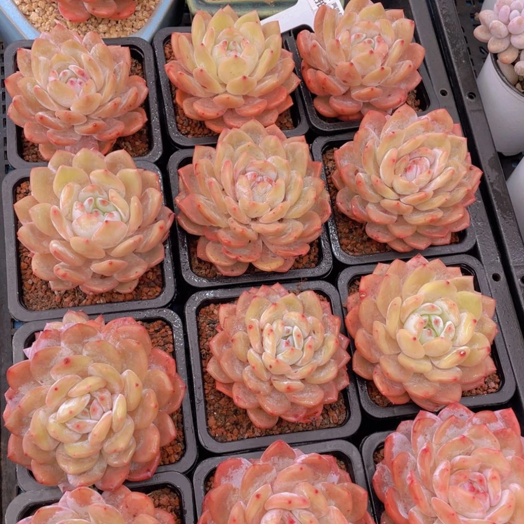 量拍7号奶油雪天使母本大单头一个