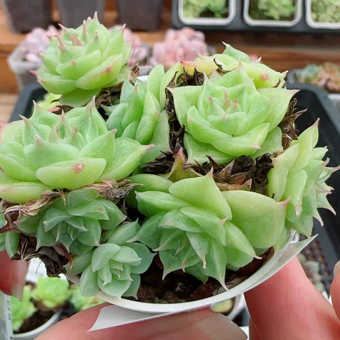 花语逸镜0923-203散