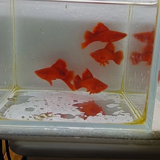 用***9红剑鱼高鳍红剑观赏鱼