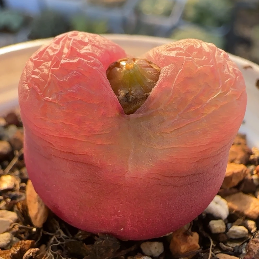 毛毛多肉植物百科