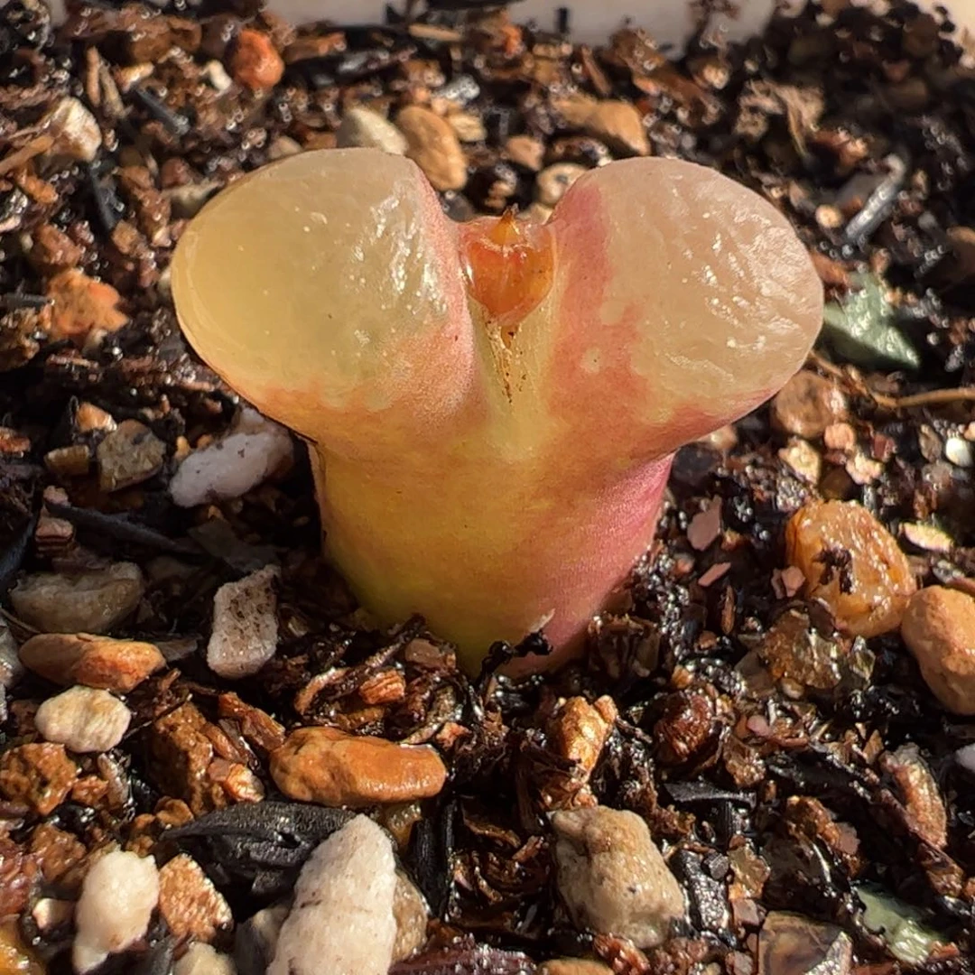 463多肉植物百科