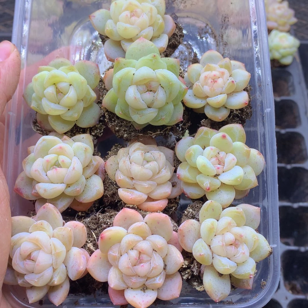 反反复复还是很开心的104