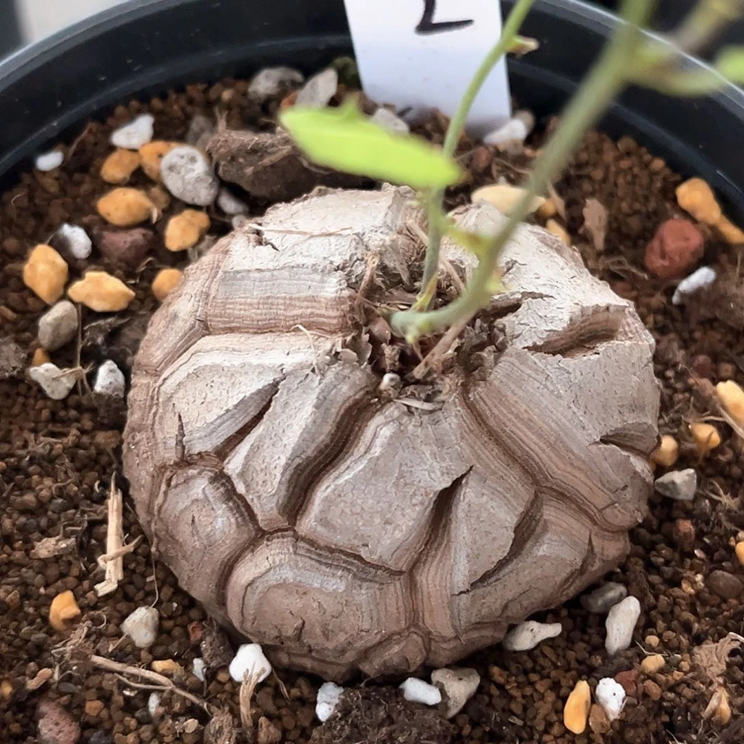 潮流植物深裂南非龟，9012