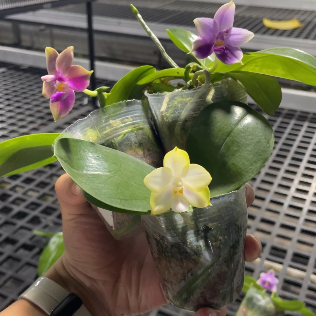 完全开放100叶瑕花期不保