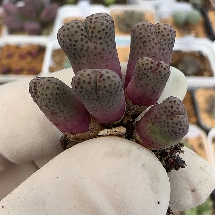 522园艺优选红斑马955