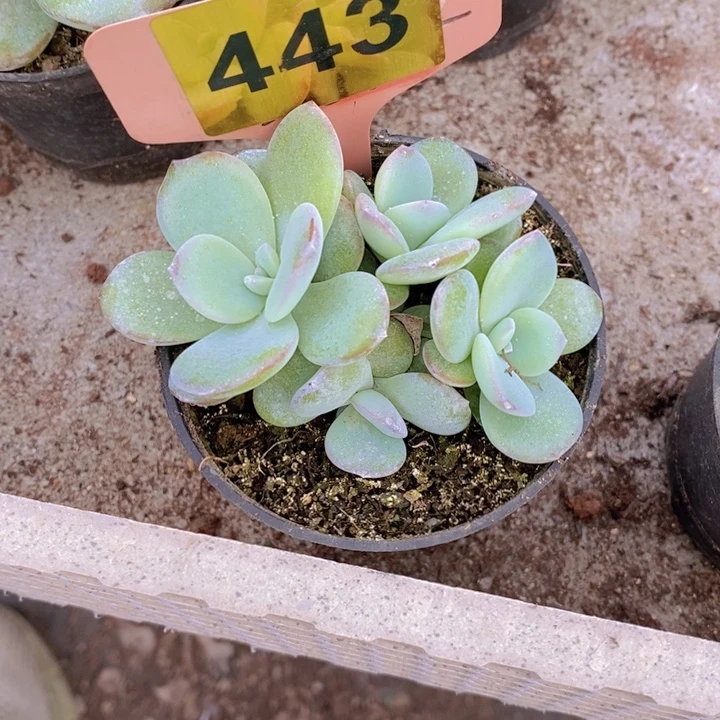 优***舍443号韩版奶茶一颗11