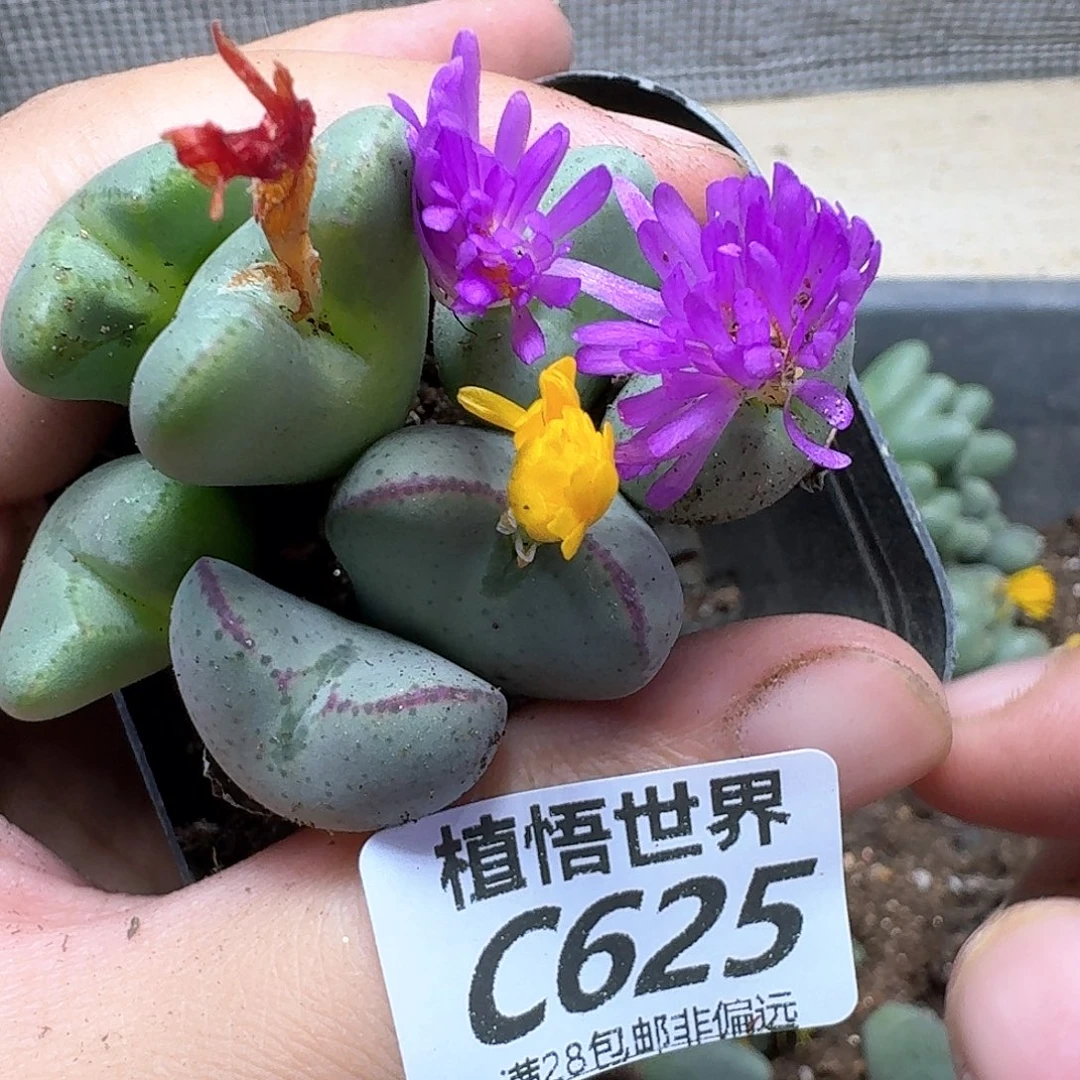 多让我的润泽fhnn