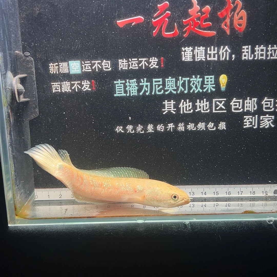 雷龙鱼七星雷龙鱼七星雷龙鱼