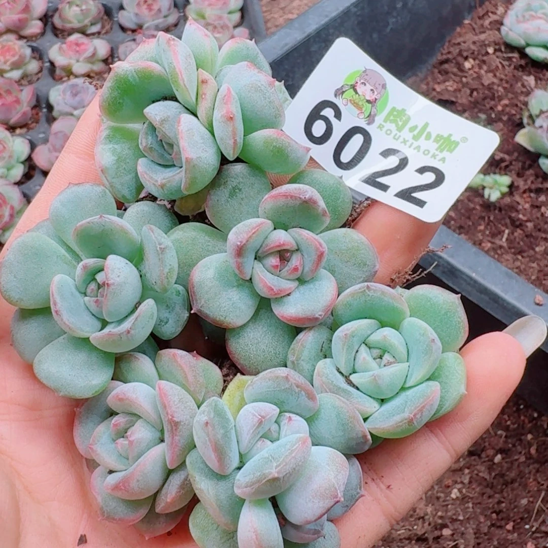 多肉植物多肉植物