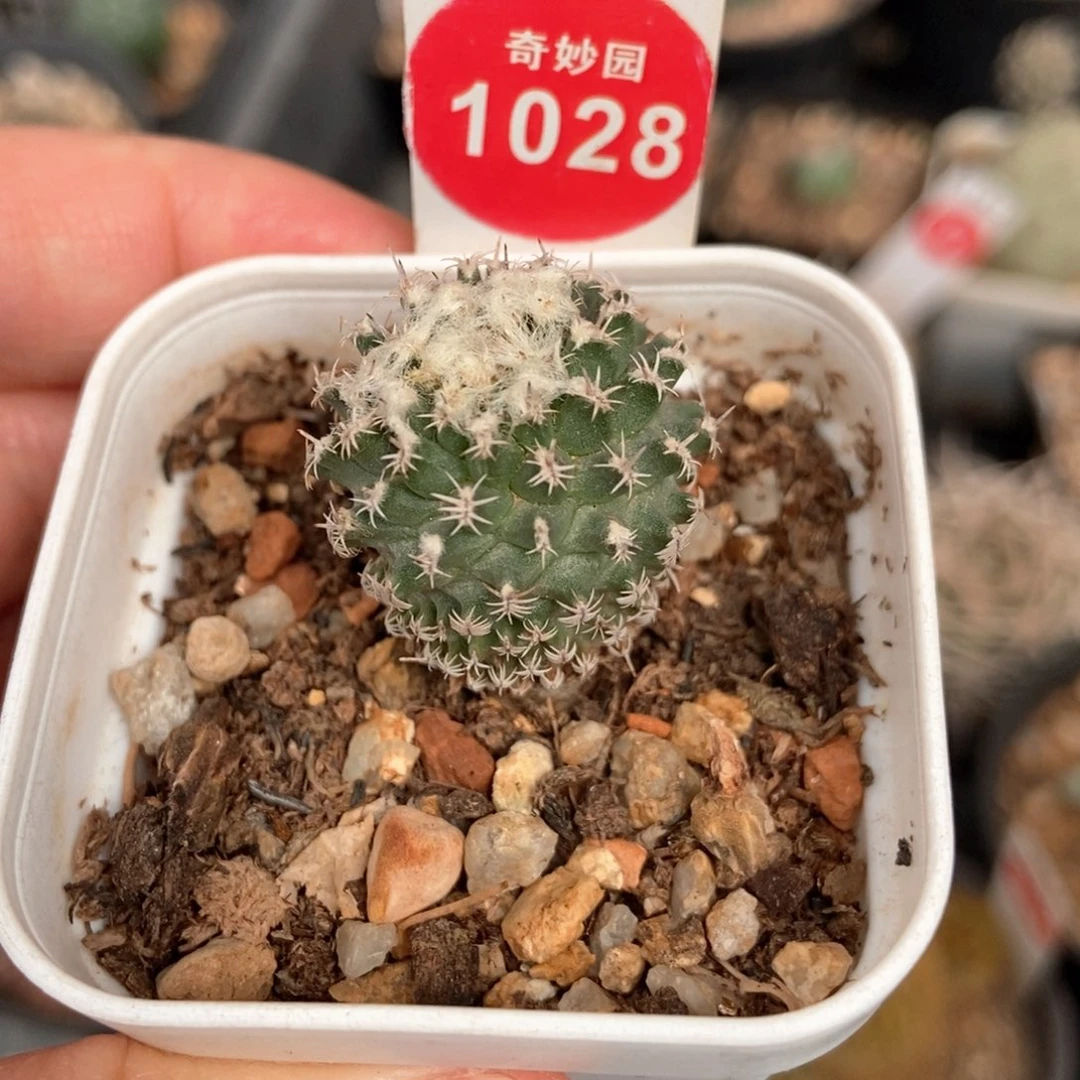 实生雪顶海胆娇丽 2.3cm