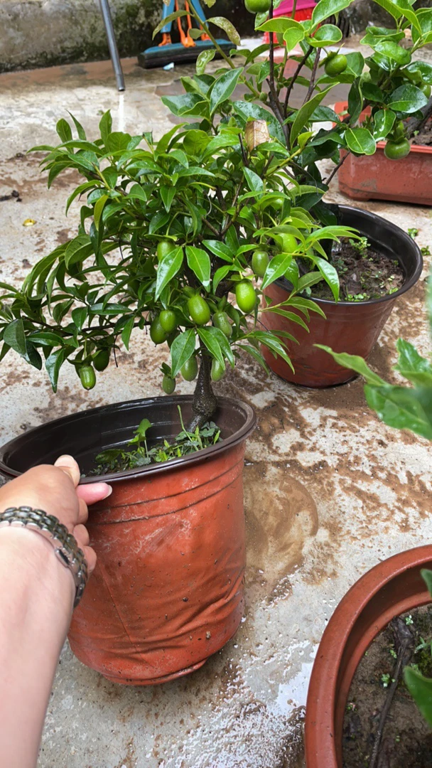 金弹子小品付款处