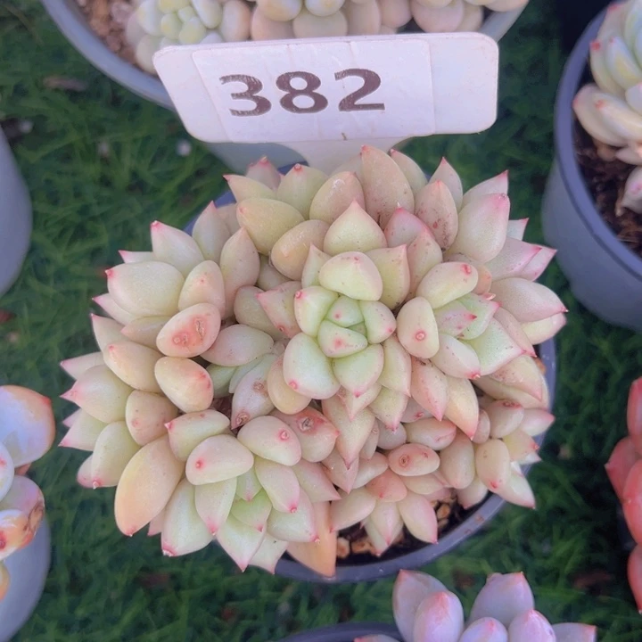 健健康康平平安安